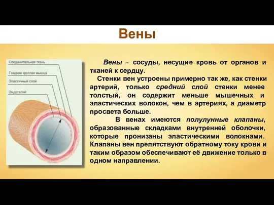 Вены – сосуды, несущие кровь от органов и тканей к сердцу. Стенки