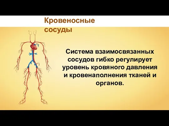 Система взаимосвязанных сосудов гибко регулирует уровень кровяного давления и кровенаполнения тканей и органов. Кровеносные сосуды