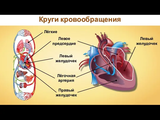 Круги кровообращения Правый желудочек Лёгочная артерия Лёгкие Левое предсердие Левый желудочек Левый желудочек