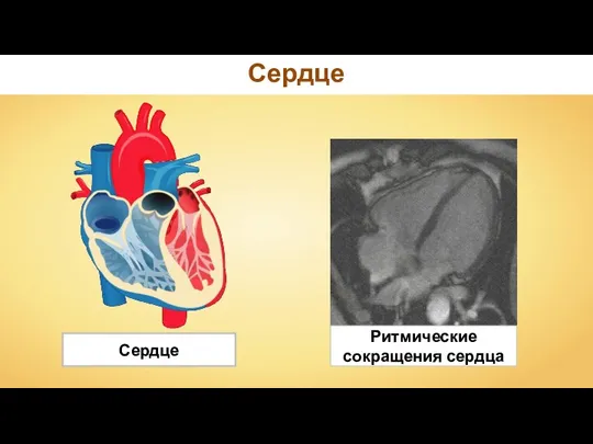 Ритмические сокращения сердца Сердце Сердце