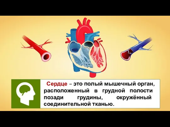 Сердце – это полый мышечный орган, расположенный в грудной полости позади грудины, окружённый соединительной тканью.