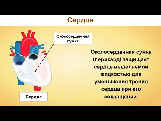 Сердце Околосердечная сумка Околосердечная сумка (перикард) защищает сердце выделяемой жидкостью для уменьшения