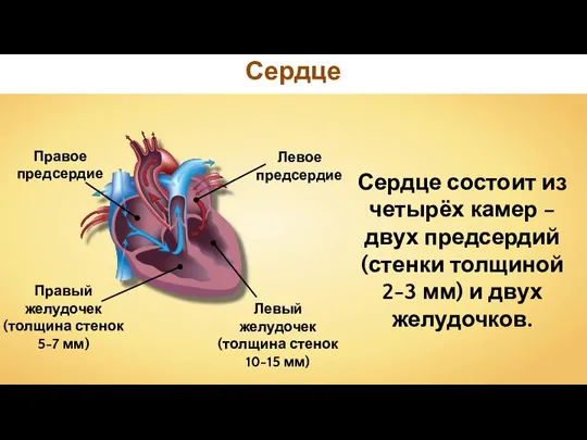 Сердце Правое предсердие Левое предсердие Правый желудочек (толщина стенок 5-7 мм) Левый
