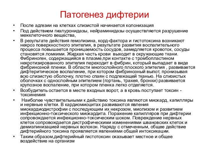 Патогенез дифтерии После адгезии на клетках слизистой начинается колонизация Под действием гиалуронидазы,