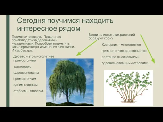 Сегодня поучимся находить интересное рядом Посмотрите вокруг. Предлагаю понаблюдать за деревьями и