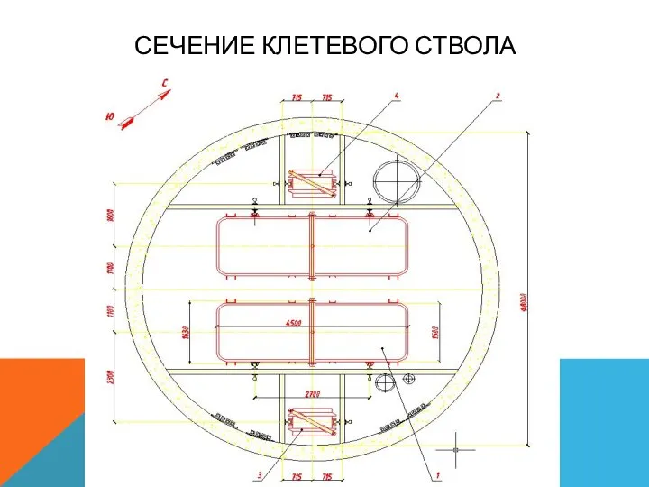 СЕЧЕНИЕ КЛЕТЕВОГО СТВОЛА