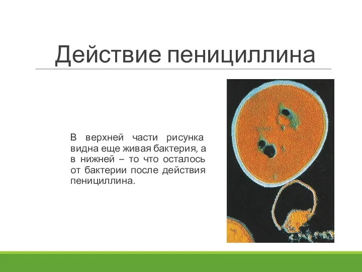 Действие пенициллина В верхней части рисунка видна еще живая бактерия, а в