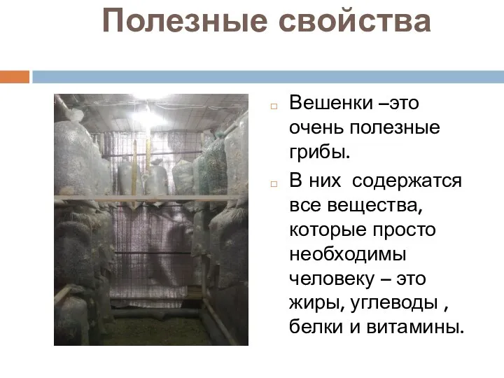 Полезные свойства Вешенки –это очень полезные грибы. В них содержатся все вещества,