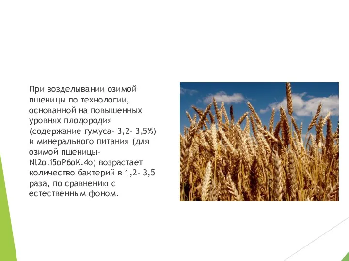 При возделывании озимой пшеницы по технологии, основанной на повышенных уровнях плодородия (содержание