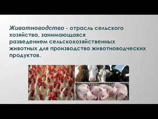 Животноводство - отрасль сельского хозяйства, занимающаяся разведением сельскохозяйственных животных для производства животноводческих продуктов.