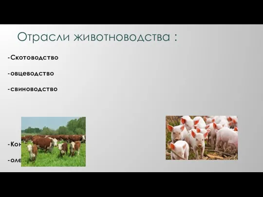 Отрасли животноводства : -Скотоводство -овцеводство -свиноводство -Коневодство -оленеводство -шелководство -птицеводство -Звероводство -рыбоводство -пчеловодство
