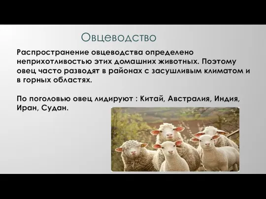 Овцеводство Распространение овцеводства определено неприхотливостью этих домашних животных. Поэтому овец часто разводят