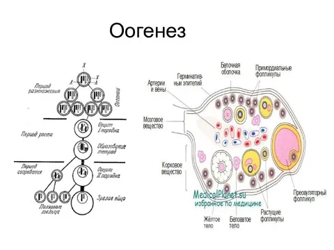 Оогенез