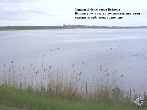 Západní břeh Buffalo Lake Velké množství vodního ptactva se zde cítí dobře