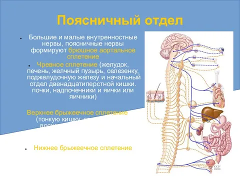 Большой внутренностный нерв