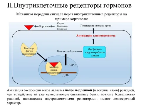 Рецепторы гормонов