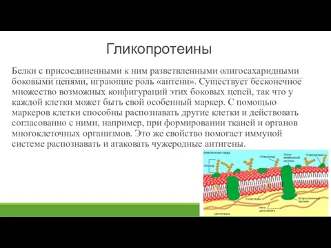 Функции гликопротеинов. Р гликопротеина. Строение р-гликопротеина. Р гликопротеина. Ингибиторы р-гликопротеина.