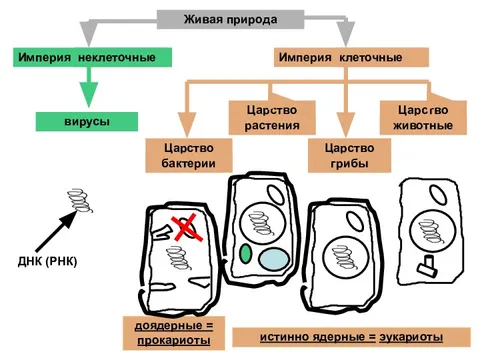 Сходства клеток царств живой природы