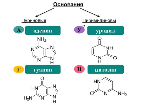 Процент гуанина в днк