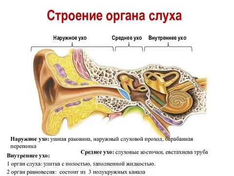 Практическая работа изучение строения органа слуха. Наружное ухо строение. Наружное среднее и внутреннее ухо. Слуховой проход и барабанная перепонка. Строение наружного уха кошки.