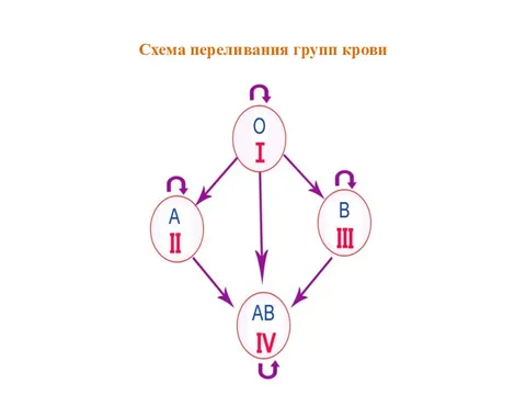 Какую группу можно переливать 2. Схема переливания крови по группам. 4 Группа схема переливания. Учитель про задачи на переливание групп крови.
