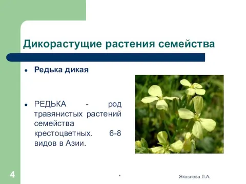 Презентация на тему "Семейство Крестоцветные" Биология