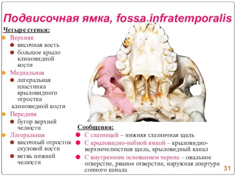 Стенки подвисочной ямки