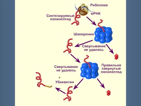 Рибосомы синтезируют полипептиды