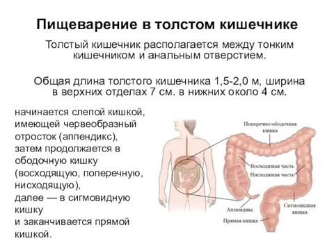 Значение пищеварения