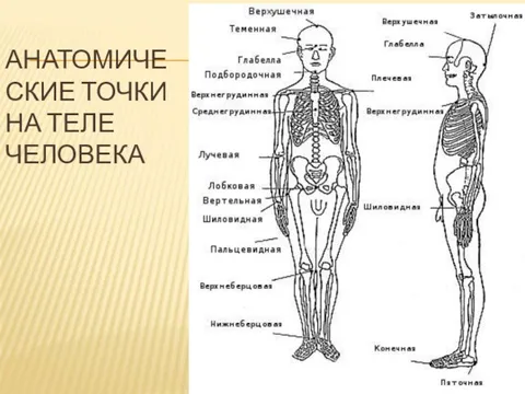 Наибольшая структура человека