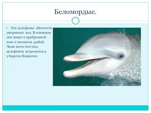 Проект о беломордом дельфине кратко 5 класс