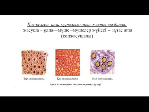 Ұлпалар. Жасуша ұлпа мүше. Ұлпалар. Осимдик жасушасынын ишки курылысы кызмети. Жасуша ұлпа мүше.
