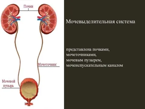 Почка представляет собой