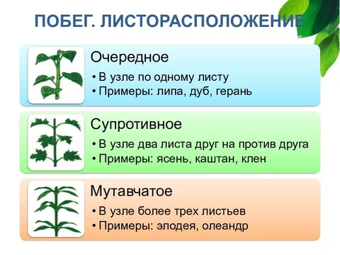 Побег развитие побега из почки