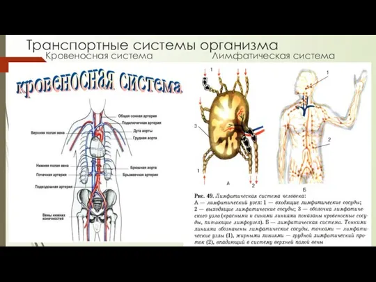 Биология 8 класс транспортные системы организма презентация