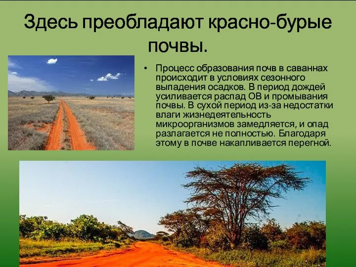 Красно-бурые почвы саванн. Почвы характерные для саванны. Красно-бурые почвы саванн. Красно-бурые почвы саванн. Черные тропические почвы саванн.