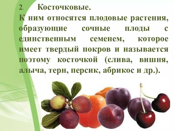 Что относится к плодовым. Плодовые растения презентация. Плодовые характеристика. Плодовые растение и их особенности. Плодовые растения вывод 7 класс.