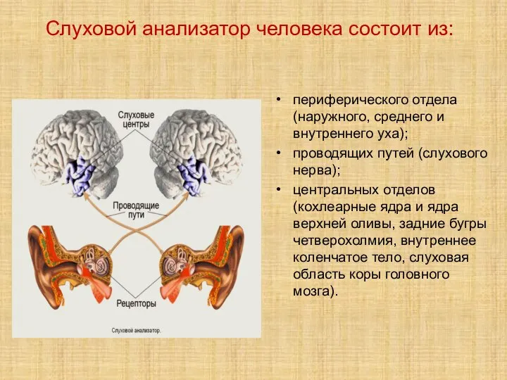 Механизм работы слухового анализатора. Слуховой анализатор состоит из слухового нерва. Схема слухового анализатора человека. Слуховой анализатор анализатор. Периферический отдел слухового анализатора.