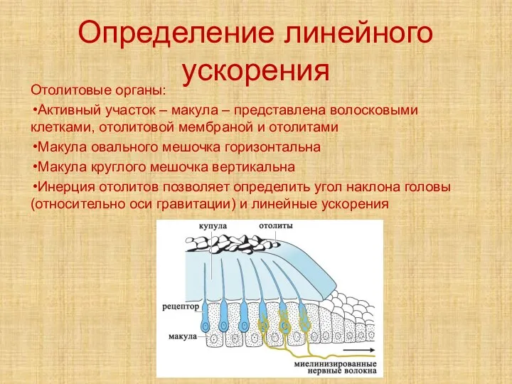 Определение линейные