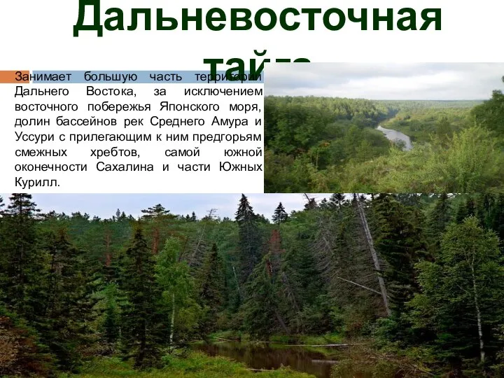 Какую территорию россии занимает тайга. Дальневосточная Тайга. Заповедники зоны тайги. Зона тайги примыкает к.