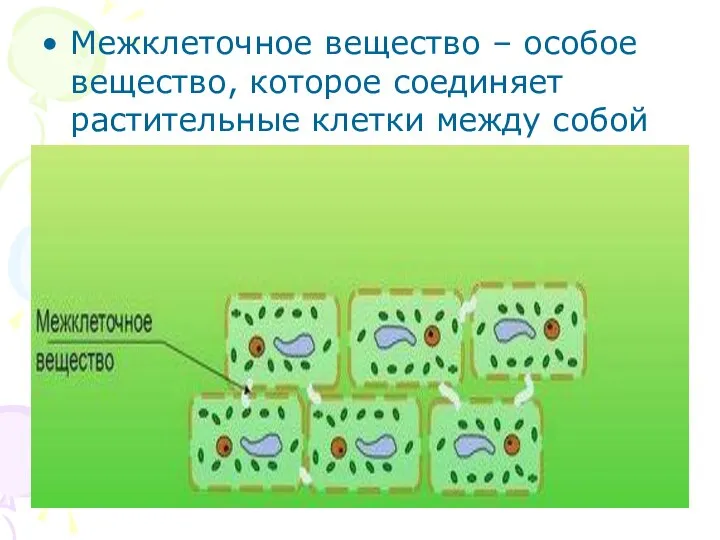 Жизнедеятельность клетки 5