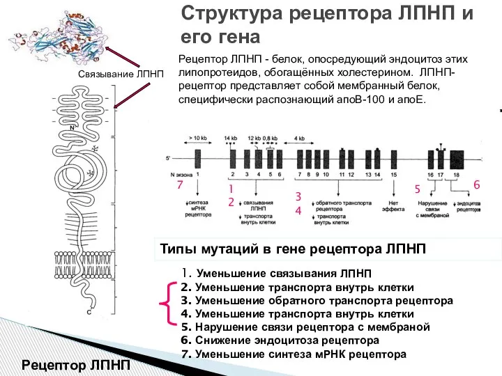 ген рецептор. дофаминовые d2-рецепторы локализация. гена drd4. ген рецептор. гены, кодирующие в-клеточный рецептор.