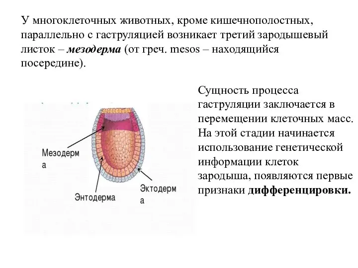 Клетка зародыш