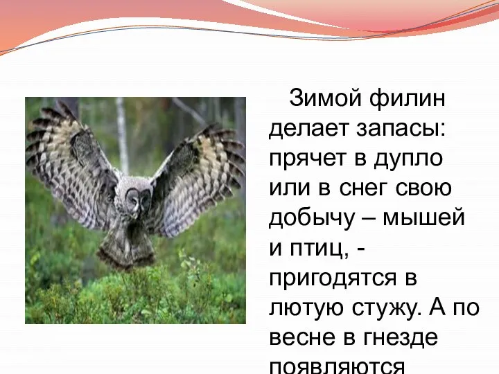 Что делает филин глагол. Интересные факты о совах. Что делает филин. Что делает филин. Всемирный день совы.