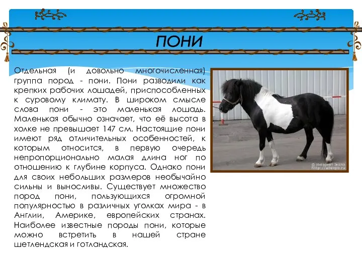 Pony текст. Биологическая характеристика лошади. Слово пони. Породы лошадей особенности. Вопросы про лошадей.