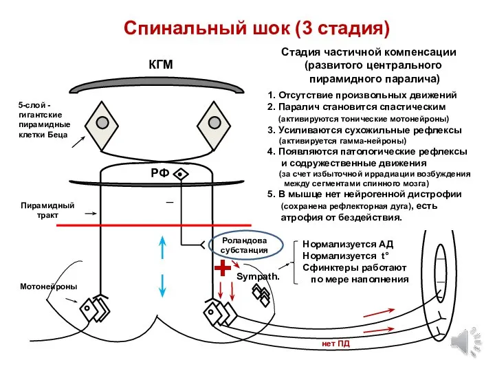 Гигантские пирамидные клетки Беца. Отсутствие произвольных движений в ногах.