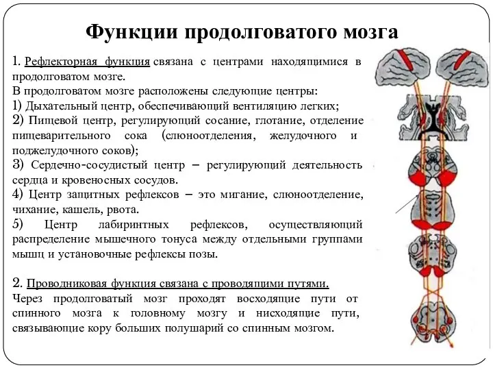 Средний мозг тесты. Функции продолговатого мозга. Проводниковая функция продолговатого мозга. Рефлекторные центры продолговатого мозга. Функция продолговатого мозга у млекопитающих.