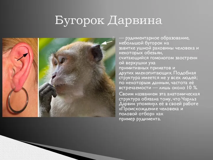 Строение ушной раковины презентация