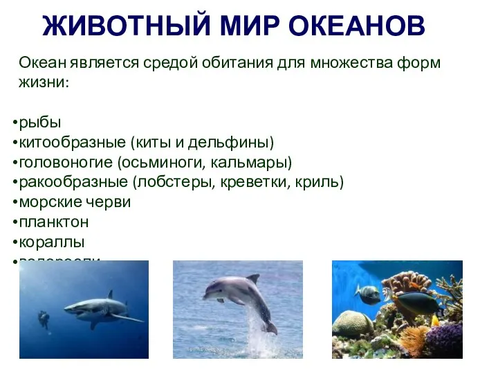 Презентация биологии 5 класс жизнь организмов в морях и океанах 5 класс