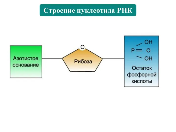 Из чего состоит нуклеотид нуклеиновых кислот